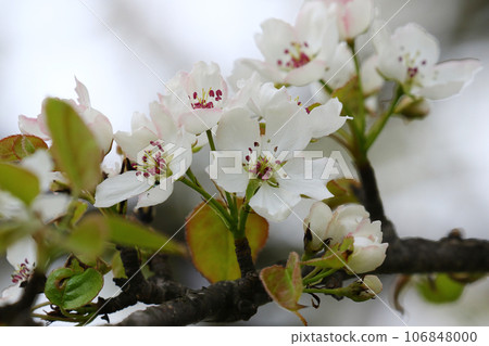 盛開的青梨花 盛開的青梨花 106848000