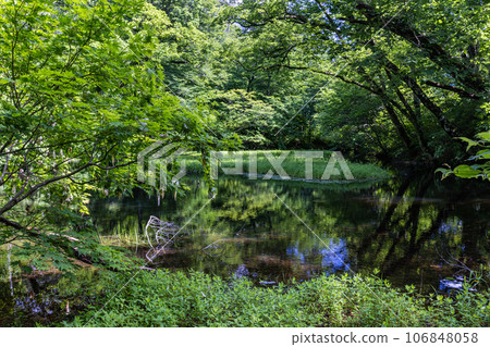 [Niigata Prefecture, Sado, Otowa Pond] Forest green tree frogs hatching in Otowa Pond, home to Japan's largest floating island in high-altitude marshland, July 106848058