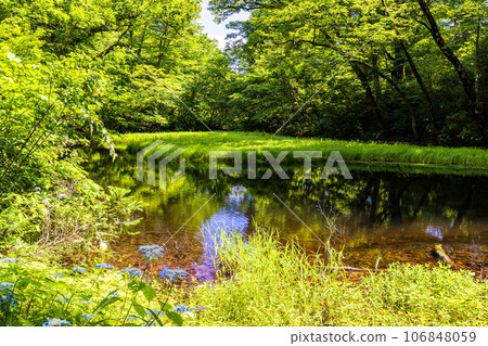 [Niigata Prefecture, Sado, Otowa Pond] Forest green tree frogs hatching in Otowa Pond, home to Japan's largest floating island in high-altitude marshland, July 106848059