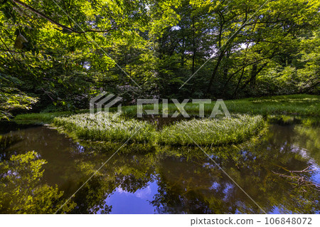 [Niigata Prefecture, Sado, Otowa Pond] Otowa Pond, home to Japan's largest high-rise wetland floating island July 106848072