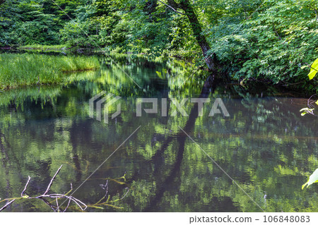 [Niigata Prefecture, Sado, Otowa Pond] Otowa Pond, home to Japan's largest high-rise wetland floating island July 106848083