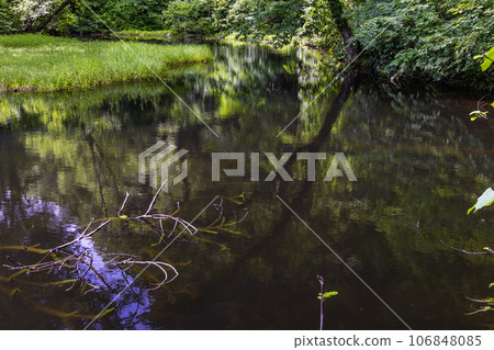 [Niigata Prefecture, Sado, Otowa Pond] Otowa Pond, home to Japan's largest high-rise wetland floating island July 106848085