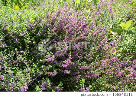 Lythrum anceps 花成簇生長 Lythrum anceps 花成簇生長 106848111