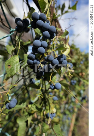 September's green tsuzurafujino fruit 106848112