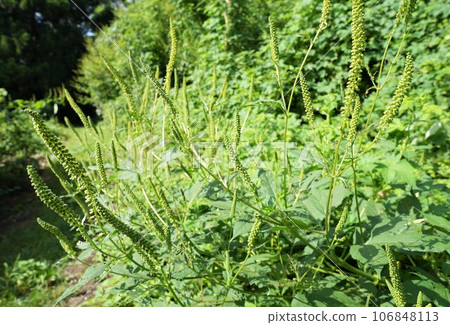 Ragweed growing in clusters 106848113