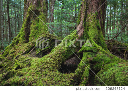 [Fallen tree update] Rooting up [roots covered in moss] 106848124