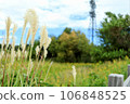 北海道秋季公園裡，蒲葦在風中搖曳 106848525