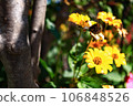 北海道黃色花朵和蜜蜂 106848526