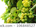 樹上的北海道葡萄 106848527