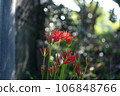 Cluster amaryllis 106848766