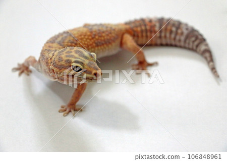 貝母猴/蜥蜴 爬行動物 106848961