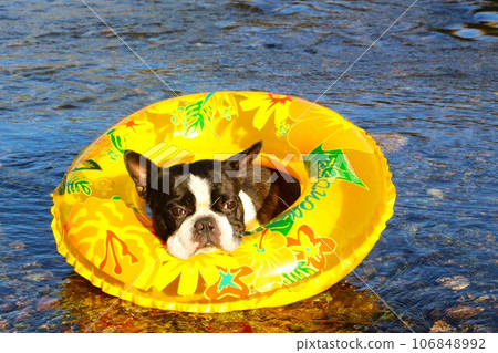 波士頓梗犬 Mighty 在宮古川清澈的溪流中漂浮在漂浮物中,看起來很可愛♡ 波士頓梗犬 Mighty 在宮古川清澈的溪流中漂浮在漂浮物中,看起來很可愛♡ 106848992