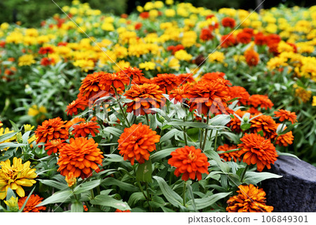 Bright orange marigold Bright orange marigold 106849301