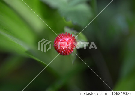 Yabu蛇草莓 Yabu蛇草莓 106849382