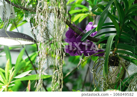 purple moth orchid blooms in a greenhouse purple moth orchid blooms in a greenhouse 106849582