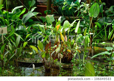 aquatic and marsh plants are grown in water in a greenhouse 106849583