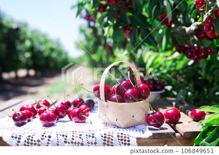 Ripe juicy cherry berry in wicker basket on lace napkin on table in cherry garden 106849651