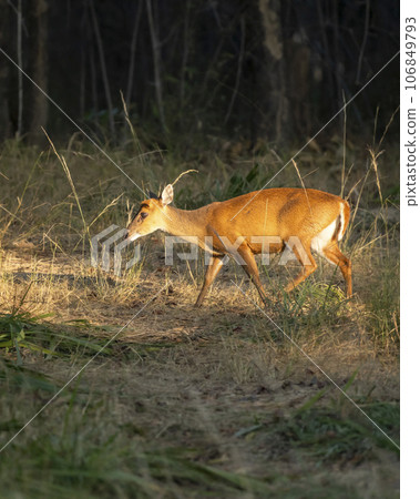 side profile of barking deer muntjac or Indian muntjac or red muntjac or Muntiacus muntjak an antler in winter season evening light on face and body in forest safari at bandhavgarh national park india 106849793