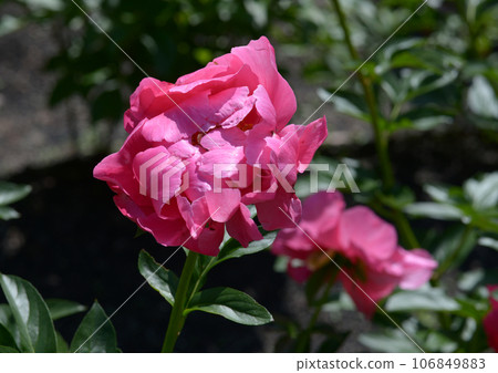 葆拉·費伊·牡丹 葆拉·費伊·牡丹 106849883