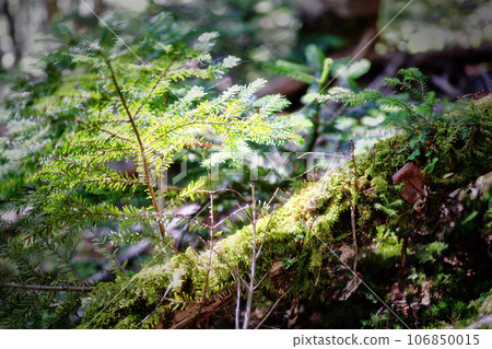 Moss-covered tree roots and morning sun Moss-covered tree roots and morning sun 106850015