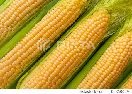 Ripe corn grain closeup. Texture of corn Ripe corn grain closeup. Texture of corn 106850029