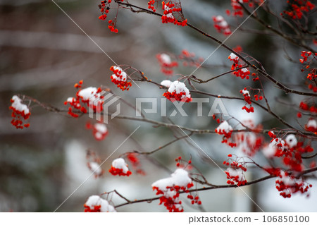 Snow covered rowan fruit 2 Snow covered rowan fruit 2 106850100