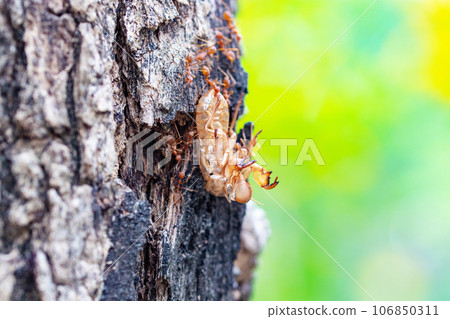 Cicadas (locust) molt dry, leave behind. Blurred background. And large red ants are eating food. on brown tree bark in natural light. Considered popular food and are also classified as medicinal food. Cicadas (locust) molt dry, leave behind. Blurred background. And large red ants are eating food. on brown tree bark in natural light. Considered popular food and are also classified as medicinal food. 106850311