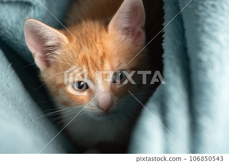 Little ginger kitten in a blue blanket 106850543