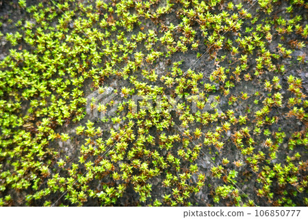 External wall with moss growing on it External wall with moss growing on it 106850777