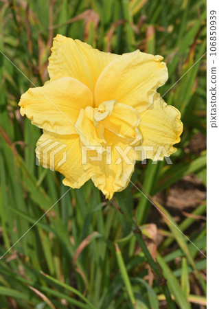 Gold Fantasy at Nagai Botanical Garden 106850939
