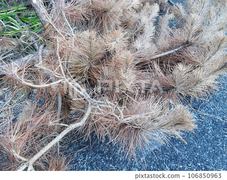 Withered and brown pine needles Withered and brown pine needles 106850963