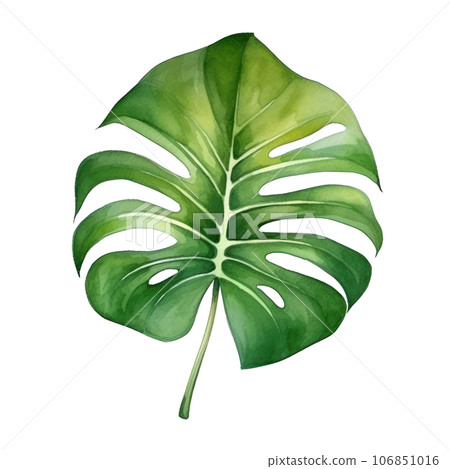 Watercolor green monstera leaf 106851016