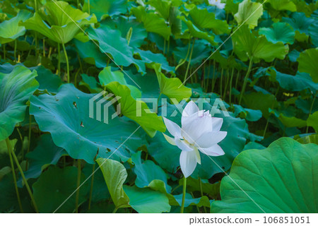 安樂寺的白蓮花【別所溫泉】 106851051