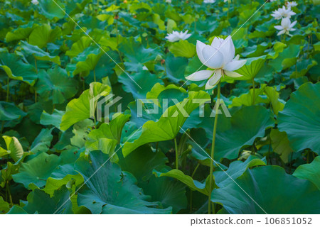 White lotus at Anrakuji Temple [Bessho Onsen] 106851052