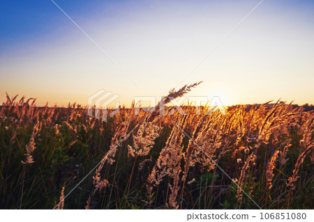 Beautiful sunset in a field with dry grass Beautiful sunset in a field with dry grass 106851080
