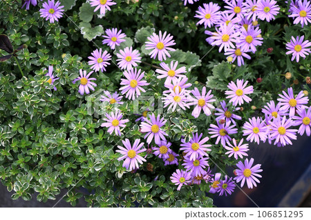 small purple flower Brachycum small purple flower Brachycum 106851295
