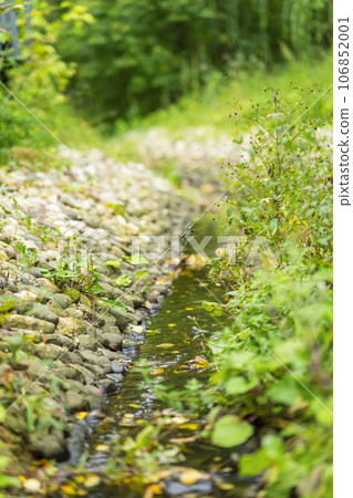 Small gently rushing stream in forest in summer day 106852001