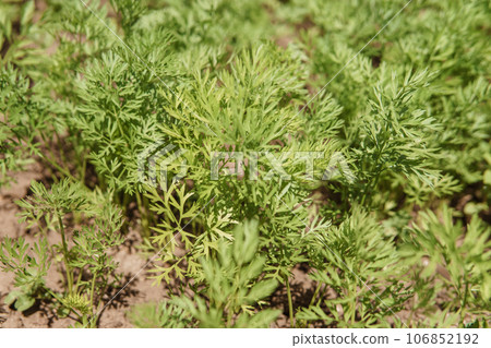 Parsley beds. Parsley grows in the garden. Life in the village. Parsley beds. Parsley grows in the garden. Life in the village. 106852192