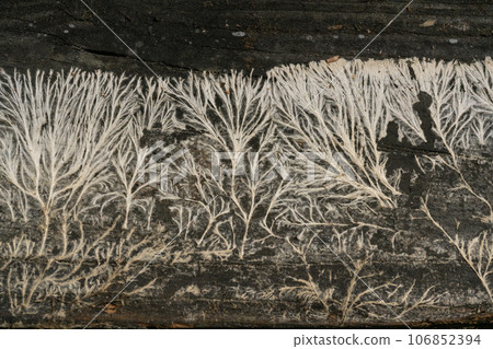 早上下雪 106852394