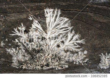 忍野村,像草一樣的真菌菌絲的縮影 忍野村,像草一樣的真菌菌絲的縮影 106852395