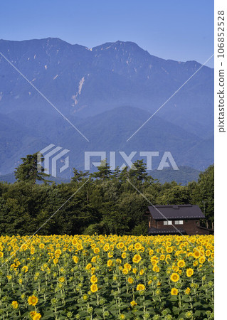 Sunflower field Sunflower field 106852528
