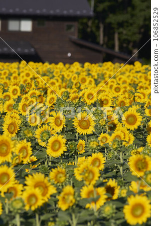 Sunflower field Sunflower field 106852529