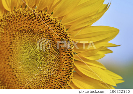 Western bee collecting sunflower pollen Western bee collecting sunflower pollen 106852530