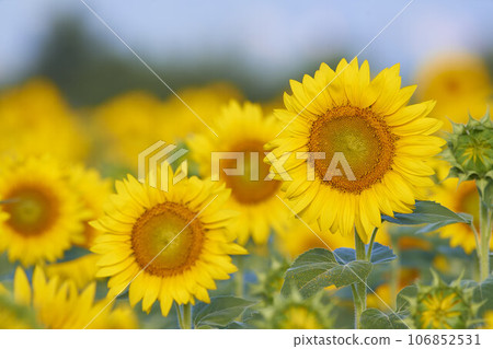 Sunflower field Sunflower field 106852531