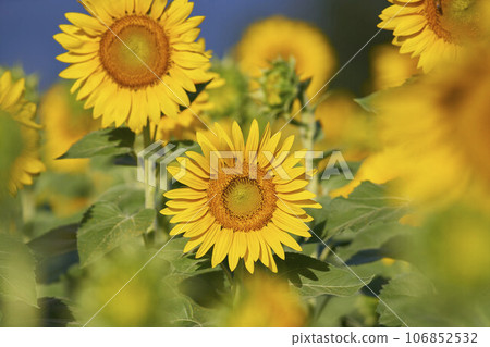 Sunflower field Sunflower field 106852532