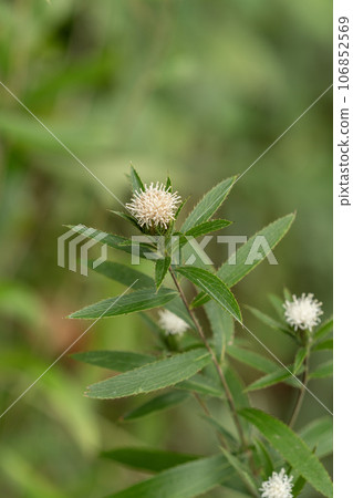 The flower of Hosoba okera, which has thinner leaves than okera and is used in Chinese medicine. The flower of Hosoba okera, which has thinner leaves than okera and is used in Chinese medicine. 106852569