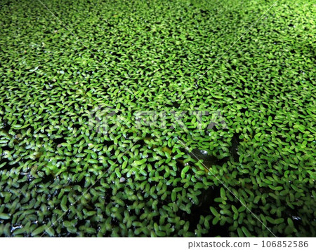aquarium plants 106852586