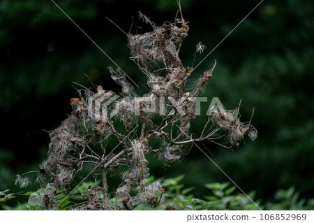 The hagman tree is also called the sumoke tree because it turns white like smoke when it blooms and bears fruit. The hagman tree is also called the sumoke tree because it turns white like smoke when it blooms and bears fruit. 106852969