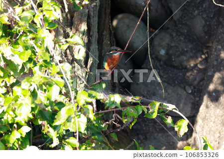 Kingfisher aiming for prey Kingfisher aiming for prey 106853326