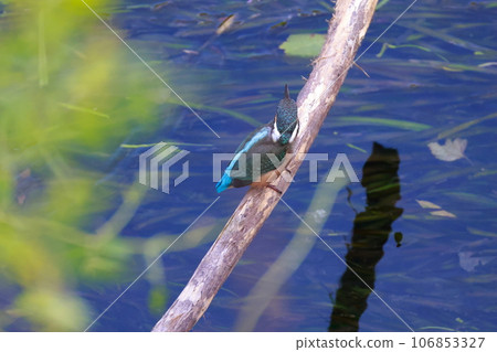 Kingfisher aiming for prey Kingfisher aiming for prey 106853327